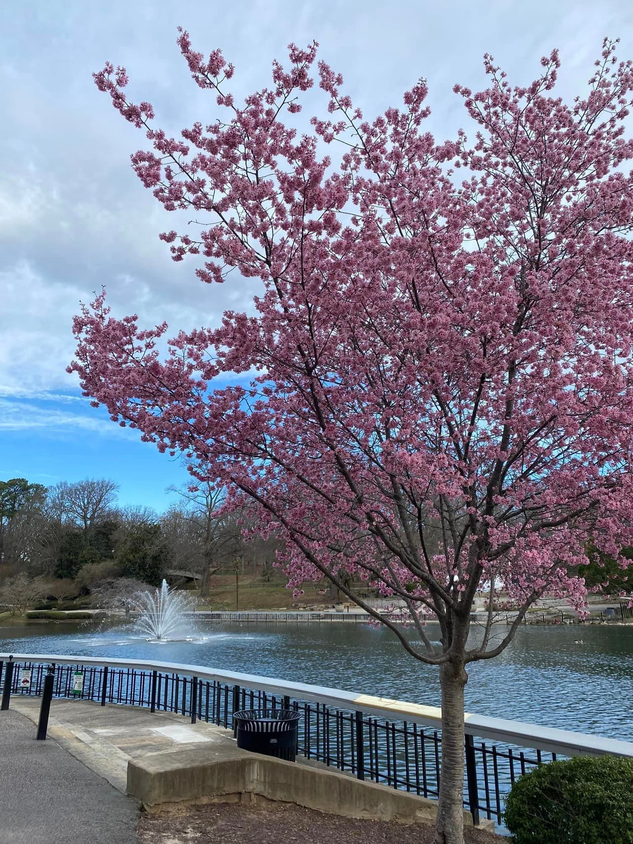 <b>Pullen Park</b>
<br>
<b>Sitio web</b>: 
<a href="https://raleighnc.gov/parks/places/pullen-park">https://raleighnc.gov/parks/places/pullen-park</a> 
<br>
<b><a href="https://maps.app.goo.gl/LNhfsnnYzYp4ELGb9">Cómo llegar</a> </b>
<br>
<br>Pullen Park tiene cerezos esparcidos por todo su gran campus. Este tiene una ventaja: puedes venir más tarde en la primavera para disfrutar de los narcisos y otras flores de temporada.