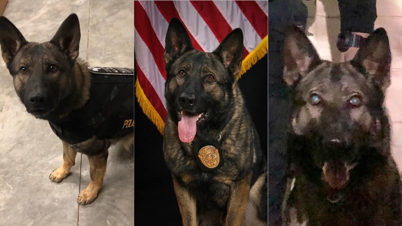 Perro policía herido cuando asistía a la policía de McFarland a capturar un sospechoso