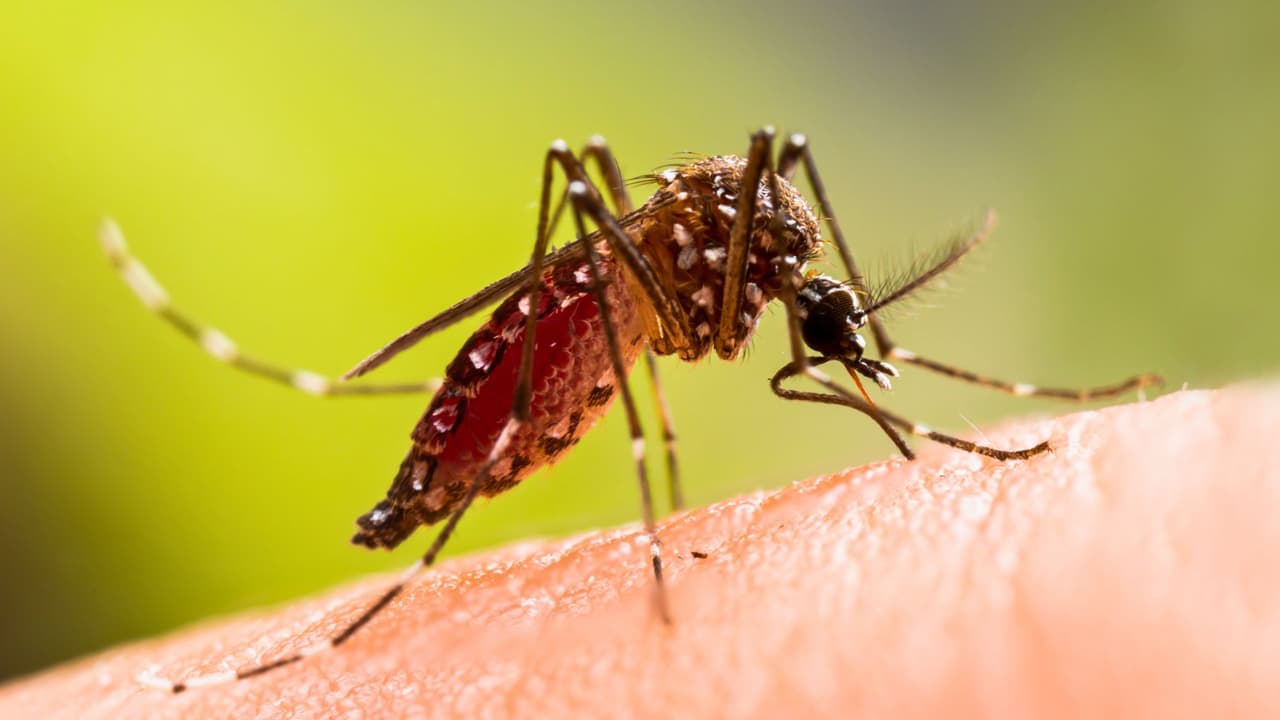 <h3 class="cms-H3-H3">¿Por qué hay tantos mosquitos en Texas? </h3>
<br>Porque tenemos lo que ellos buscan: 
<b>calor, agua estancada y zonas verdes.</b> Desde mayo hasta octubre, el estado del tiempo crea el ambiente perfecto para que se reproduzcan. Los más comunes en el estado son: 
<br>Culex quinquefasciatus (puede portar el virus del Nilo Occidental) 
<br>Aedes aegypti y Aedes albopictus (conocidos por transmitir dengue, zika y chikungunya)
<br>
<b>Dato curioso:</b> solo pican las hembras. Lo hacen porque necesitan sangre para desarrollar sus huevos. Y aunque son diminutas, pueden convertirse en un gran dolor de cabeza.