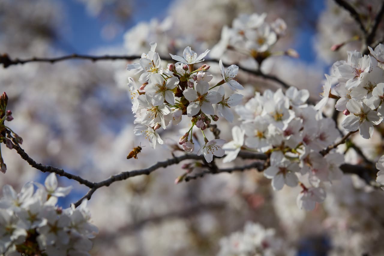 Los organizadores planean plantar 104 cerezos en el parque Matsui en las primeras semanas de abril. Las especies que se plantarán provienen de un vivero en Oregón con variedades Pink Flair y Yoshino.