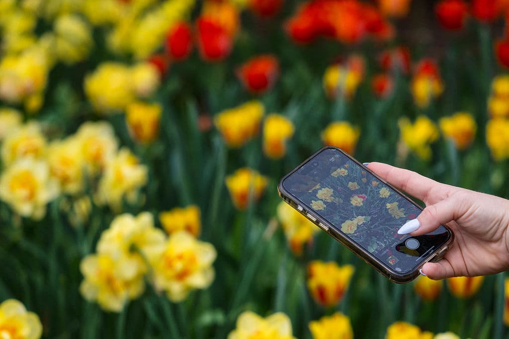 Una visitante captó la belleza de los narcisos que se complementaban con los tulipanes y otras flores, ofreciendo un espectáculo visual y orgánico único.