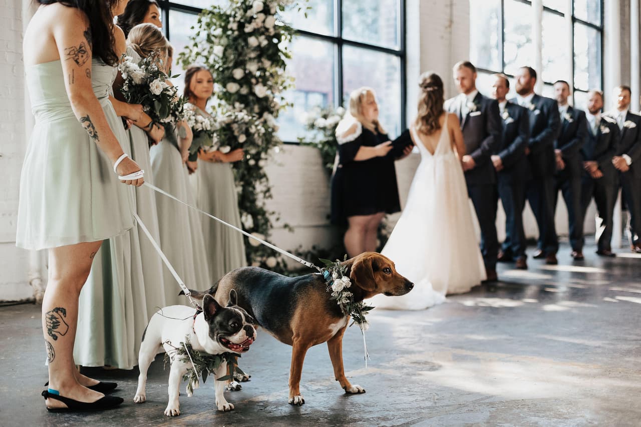 Perrros en una boda