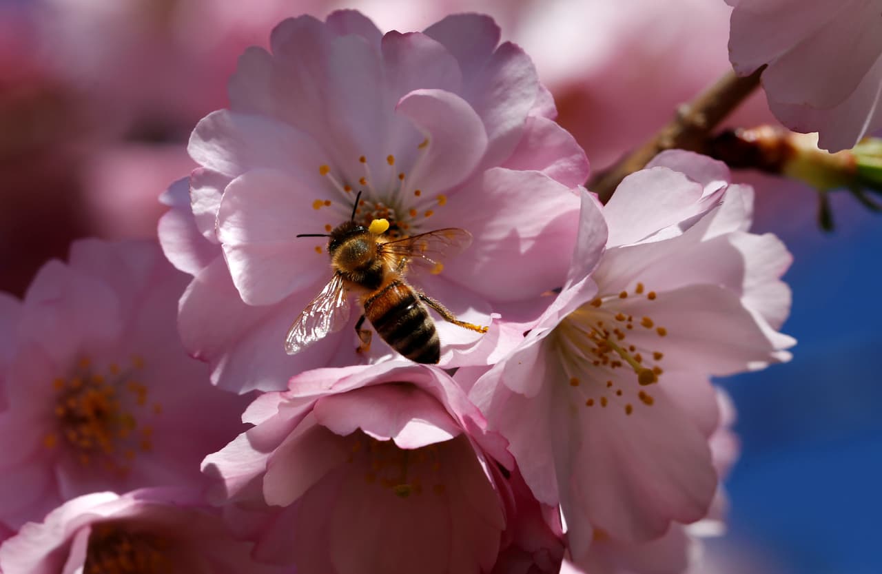 Las flores blancas y rosadas de los cerezos revisten la zona del Tidal Basin. (Denis Balibouse/Reuters)