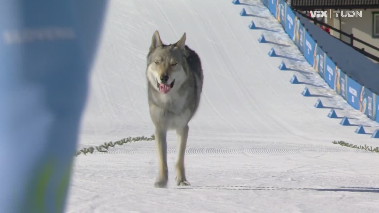 Perro Lobo irrumpe en plena competencia de los Juegos Olímpicos Milano Cortina 2026