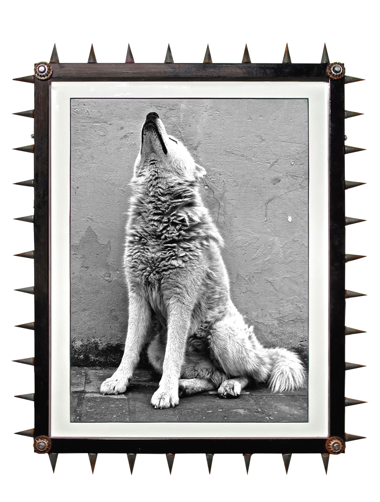El retrato en blanco y negro de 'Lobo' fue enmarcado con viejos pedazos de rejas de púas también encontradas en la basura.