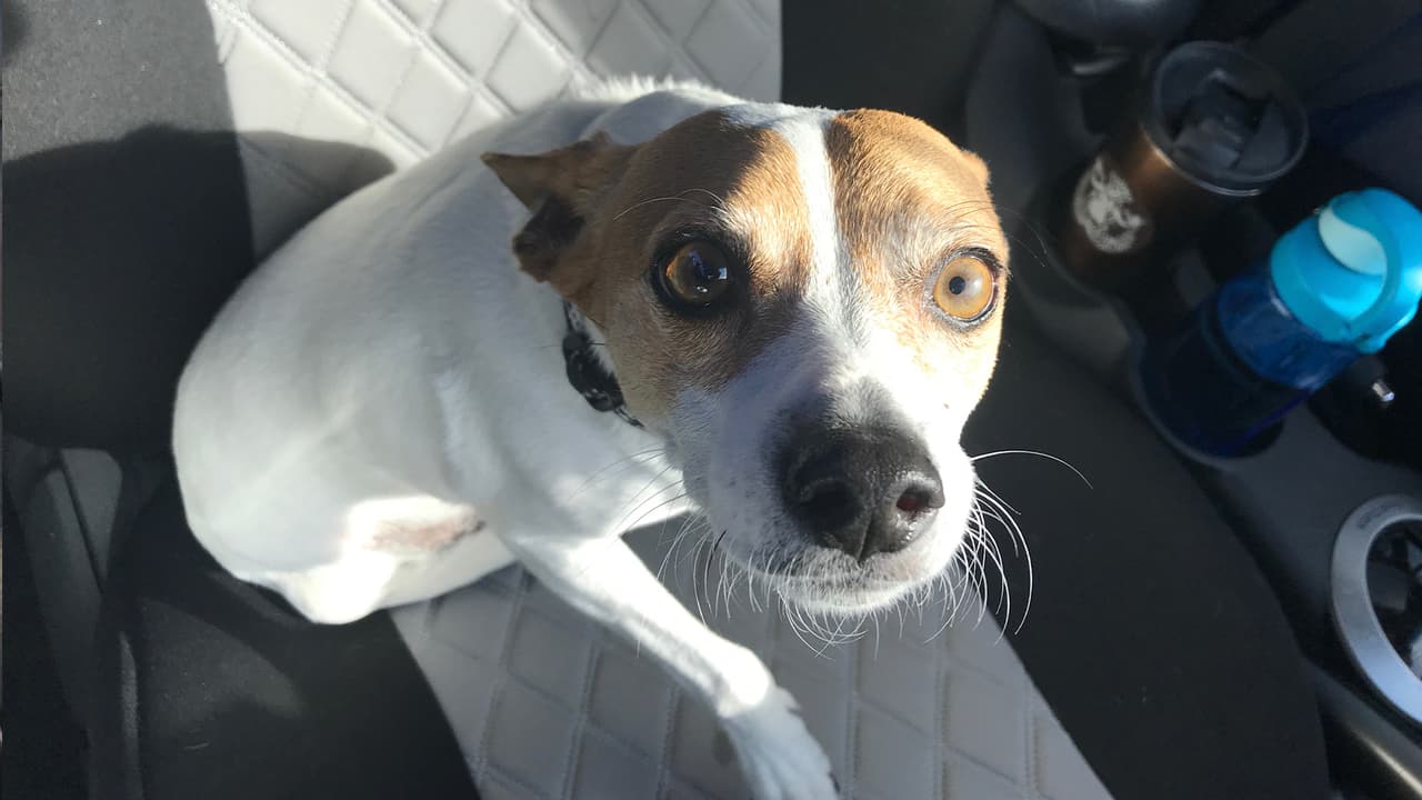 La comida sin costo para mascotas es parte del autoservicio Pet Pantry en tiempos de coronavirus.