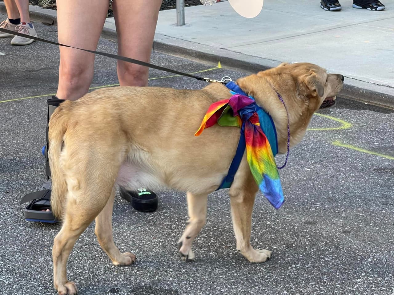 El festival y desfile "Come Out Pride Orlando" reunió el sábado 15 de octubre a miles de personas en el Parque Lake Eola que celebraron la diversidad y el Orgullo de la comunidad LGBTQ+ de Florida Central.