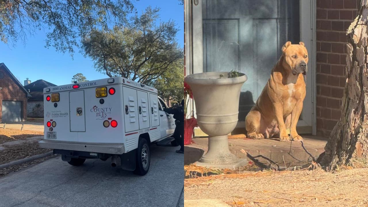 Ataque de un perro agresivo provoca movilización policial en Spring Oak Drive