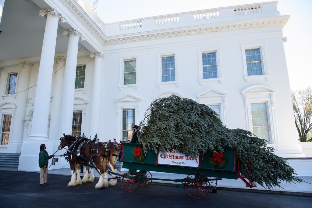El 23 de noviembre llegó el Árbol de Navidad de la Casa Blanca.