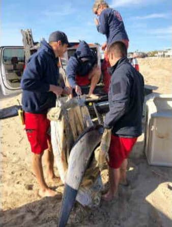 Según reportó el medio local The OCR, durante las últimas dos semanas, los equipos de rescate del Centro de Mamíferos Marinos del Pacífico, PMMC por sus siglas en inglés, han respondido a reportes de delfines en atrapados, y muriendo en las playas locales. (Fotos @LACoLifeguard)