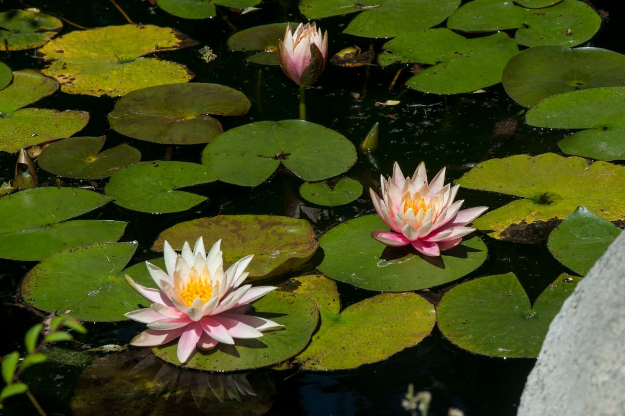 Un bello dia fue perfecto para las familias desde Bakersfield a Modesto.