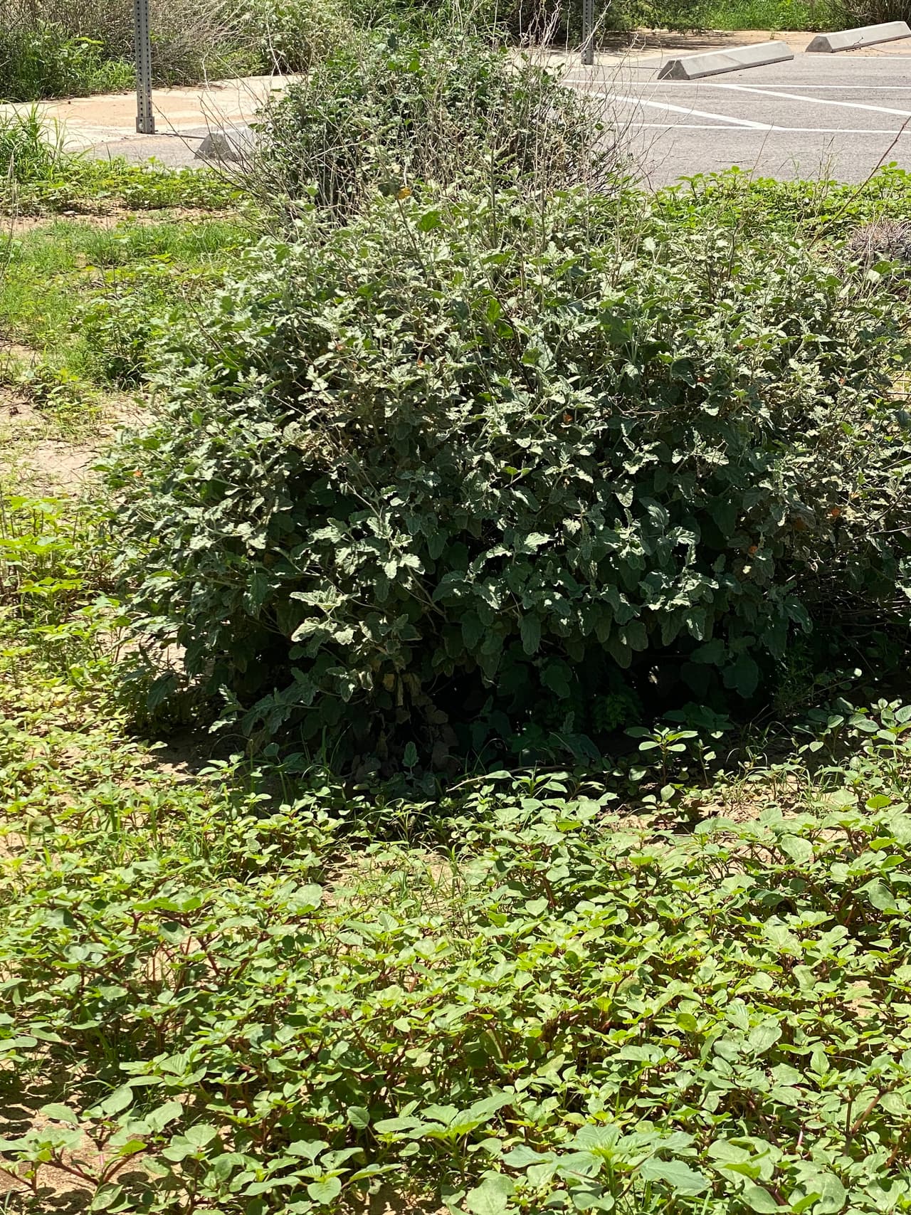 La tormenta del viernes por la noche ayudó a que las precipitaciones de Tucson alcanzaran las 8,06 pulgadas, según el Servicio Meteorológico Nacional.