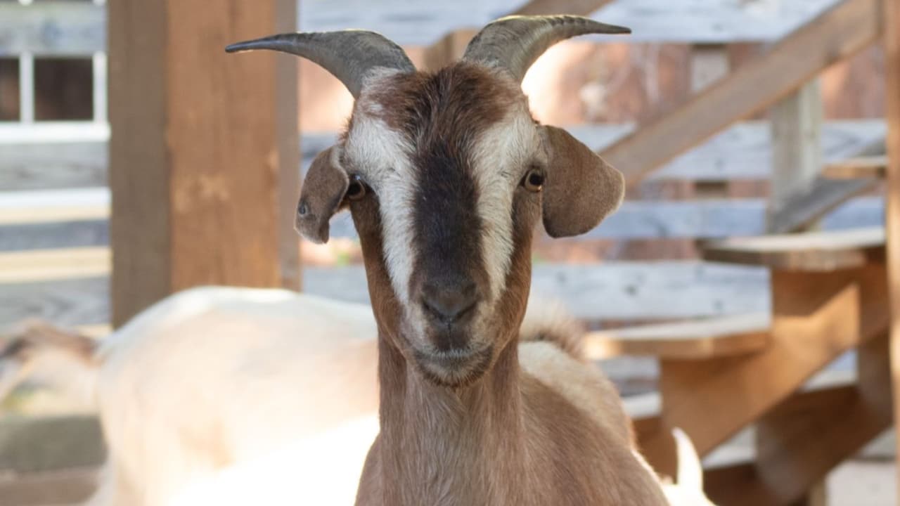 Con el invierno llegan temperaturas más bajas, pero no se preocupen, ¡los animales también están listos!
<b>Algunos disfrutan del clima fresco, mientras que otros optan por pasar tiempo en sus hábitats interiores</b> cuando la temperatura "se siente como" alrededor de 40 grados.
<b>¡La experiencia es única cada día!</b>