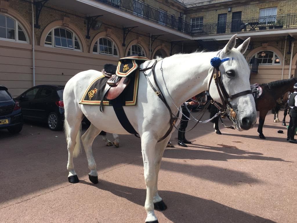 Se trata del caballo PH Keston, quien era parte de la Policía Metropolitana de Londres (MetTaskforce).