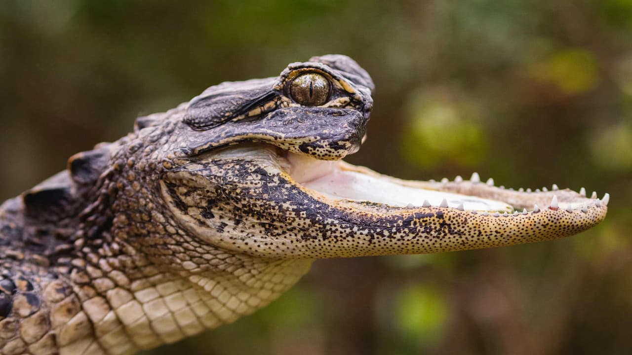 Visitantes ya pueden ver a popular caimán con medio hocico en parque de Orlando