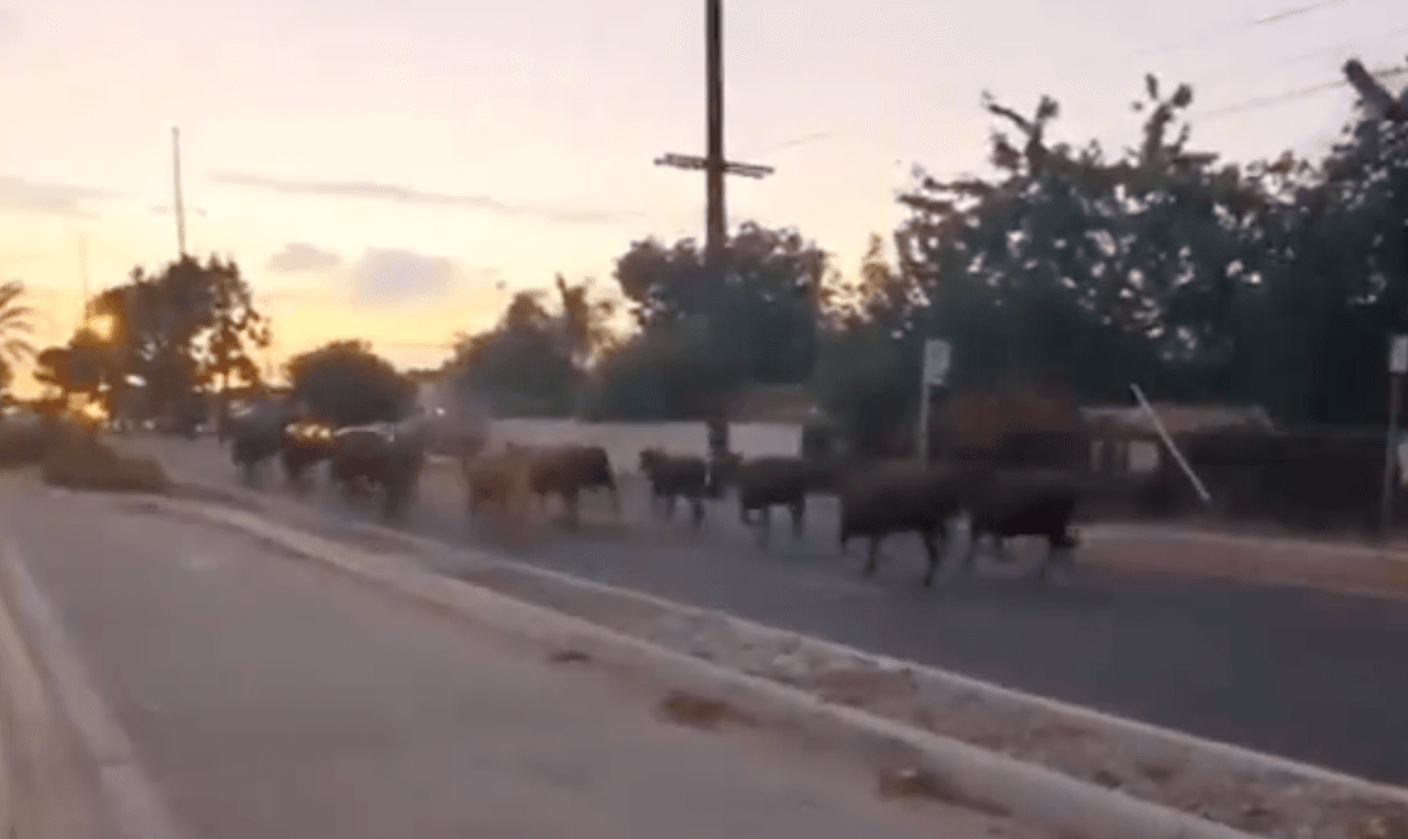 La manada galopó hacia Beverly Road y la avenida Durfee hasta llegar a una zona residencial a una milla del matadero.