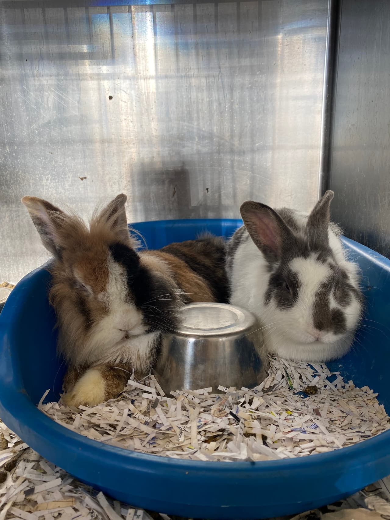 Los animales fueron llevados a veterinarios y terminaron bajo la custodia del condado en espera de la corte penal.