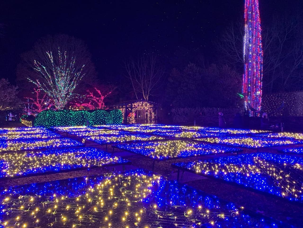 <b><a href="https://www.ncarboretum.org/winter-lights-2/">Winter Lights at the North Carolina Arboretum (Hasta el 30 de diciembre)</a></b>. Winter Lights es un espectáculo de luces al aire libre hecho con más de un millón de luces.