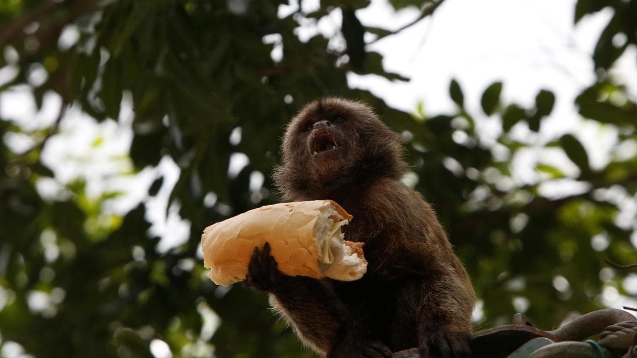 Zoos across the country have reported problems feeding animals.