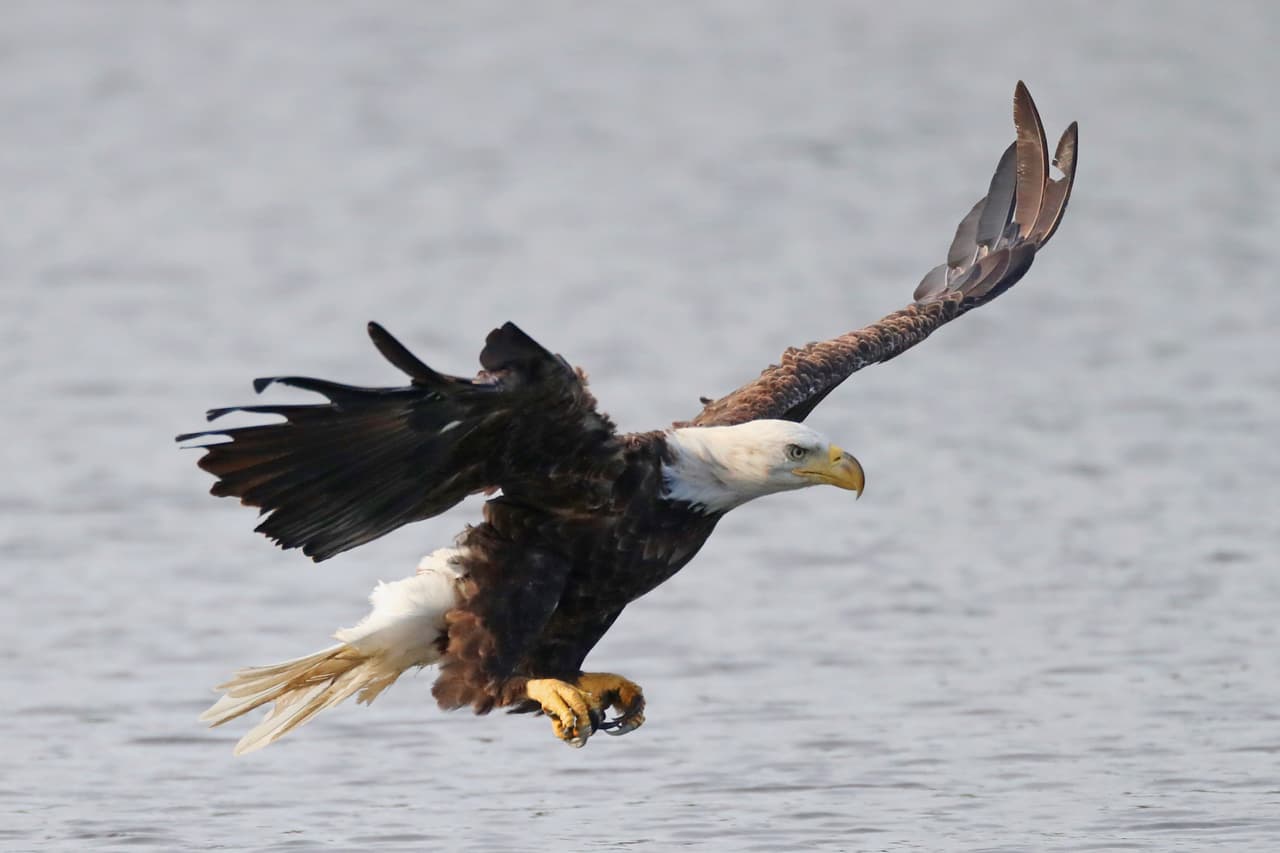Un águila calva americana vuela sobre Mill Pond en Centerport, Nueva York.