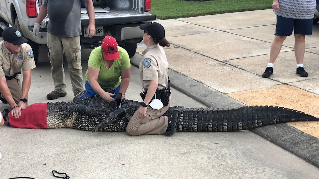Caimán acecha a dos niños y su niñera, que son salvados por su padre en Texas