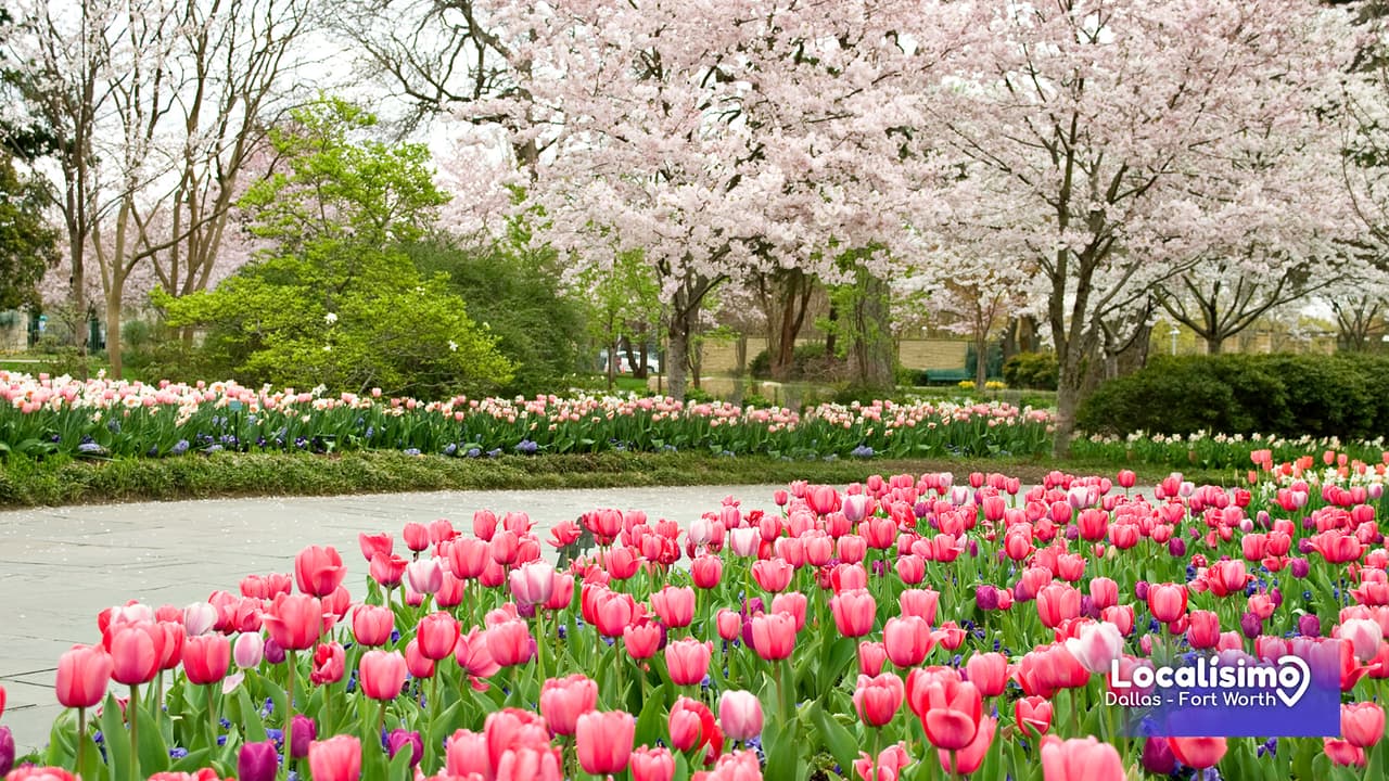 Este 24 de febrero inicia la tradicional exhibición de primavera del 
<b>Dallas Arboretum con medio millón de flores</b>, entre ellas hermosos tulipanes, narcisos y entre otras.