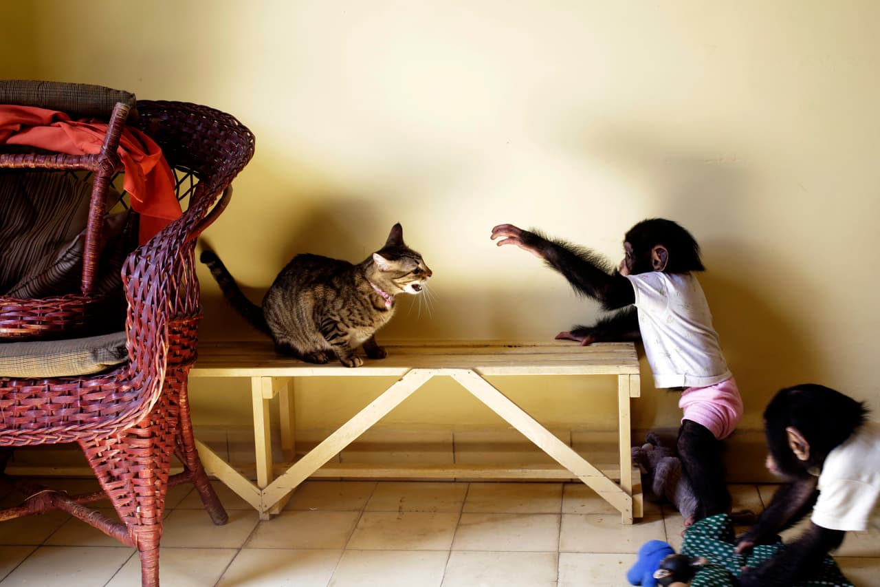 One of the chimps being raised by zoo biologist Marta Llanes Torres, 62, at her Havana home plays with the house cat.