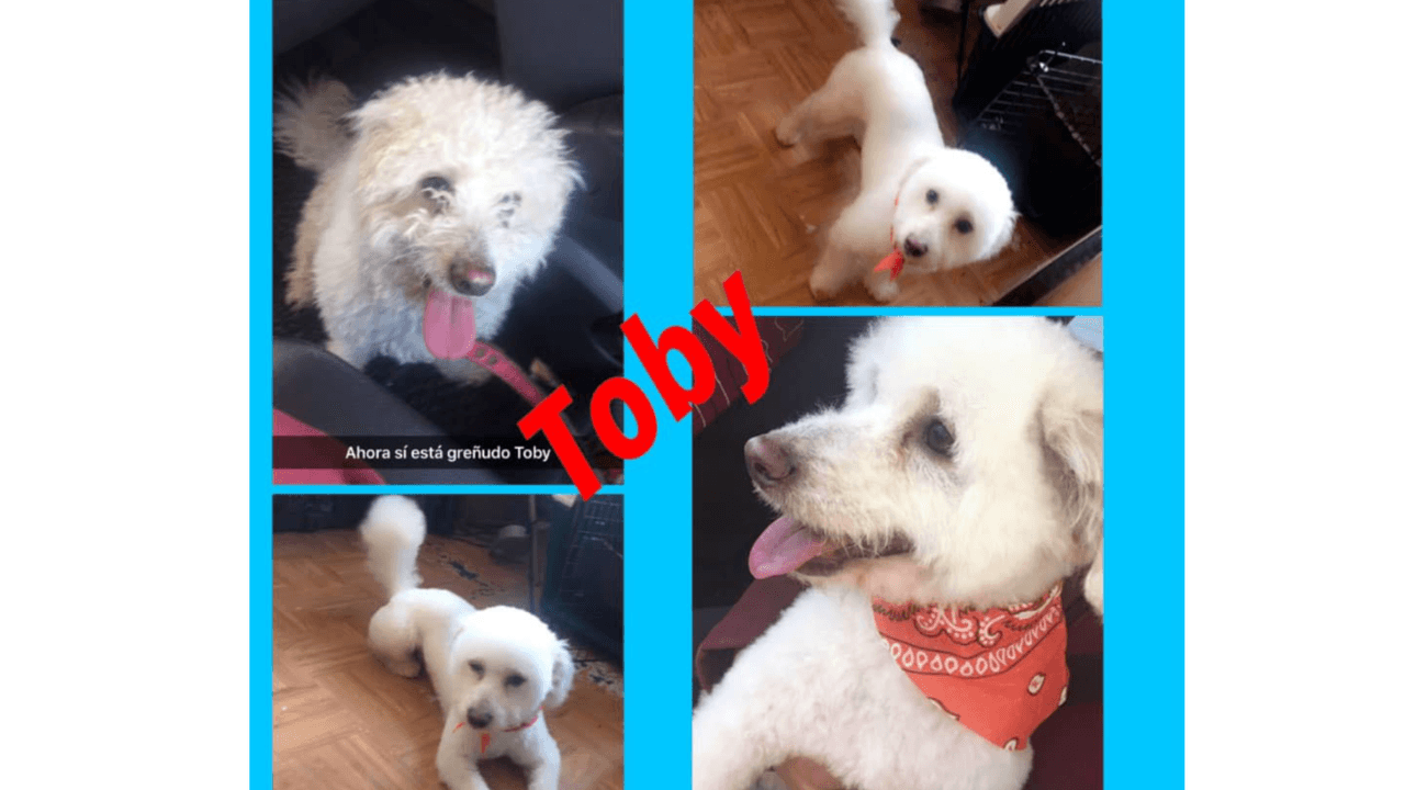 "El es Toby ya tengo tres años con el y es muy lindo perrito, un poco juguetón pero es tranquilo le gusta jugar con los niños y yo lo quiero muchísimo no tengo hijos es mi bebé mascota".