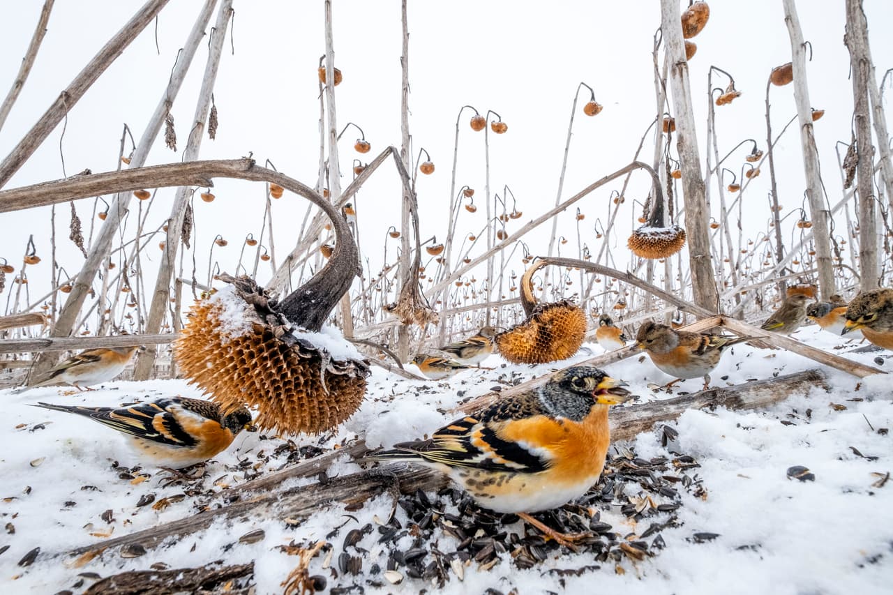 <b>‘Girasoles’</b>
<br>
<br>Un inmenso campo de girasoles que no pudo ser cortado gracias al alto nivel de agua. Durante el invierno se convirtió en el hábitat de miles de especias de aves. Obtuvo el segundo lugar en la categoría ‘vida silvestre’.
<br>