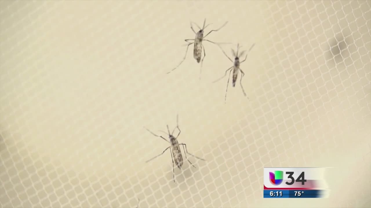 Piden mayor protección de mujeres embarazadas ante el virus del Zika