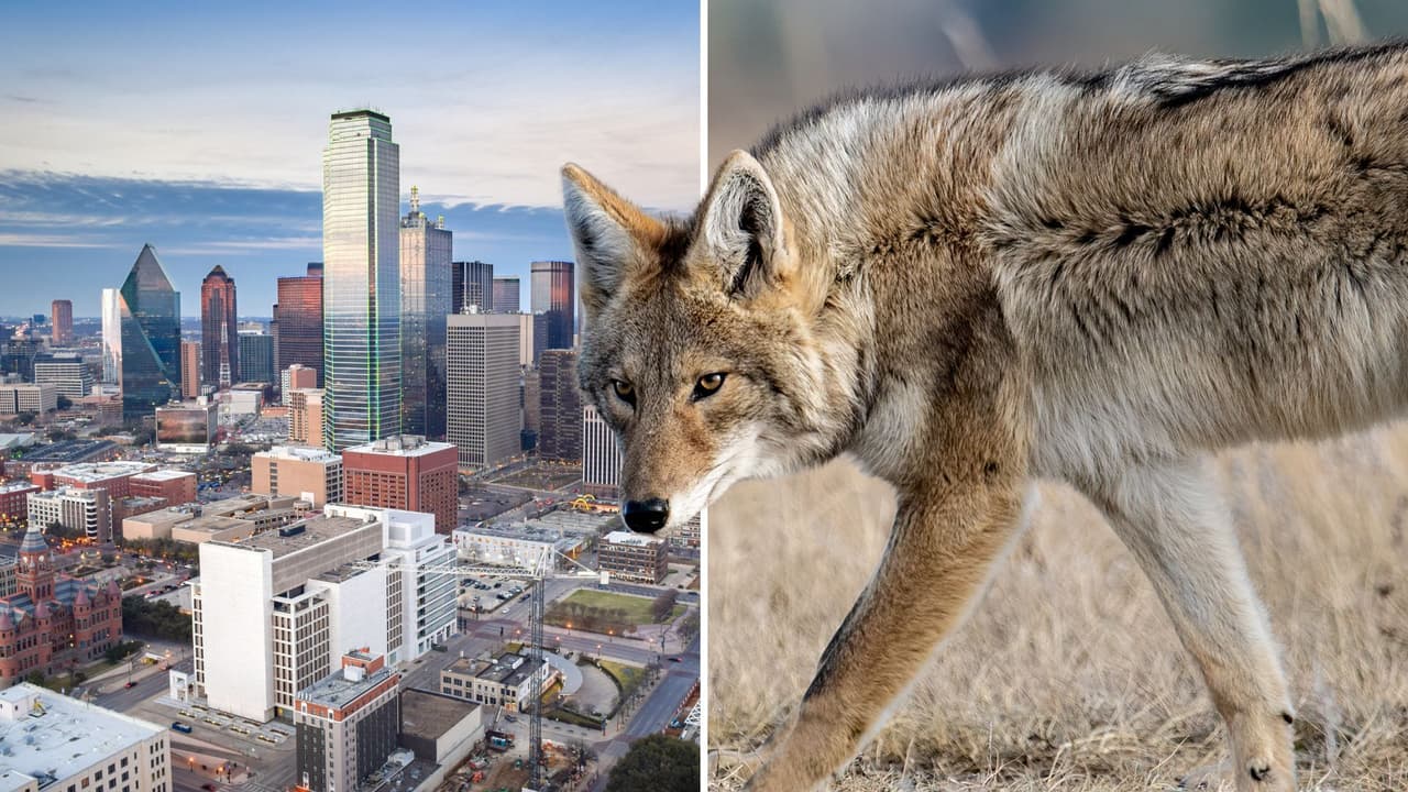 DeSoto lanza cacería nocturna de coyotes para proteger a familias y mascotas