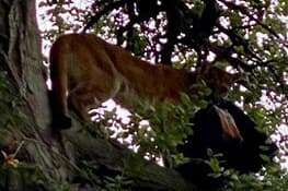 Un puma ataca a niño de tres años en el condado de Orange