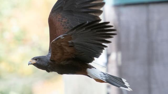 Murió un halcón del zoológico de Atlanta tras una pelea con otro animal salvaje