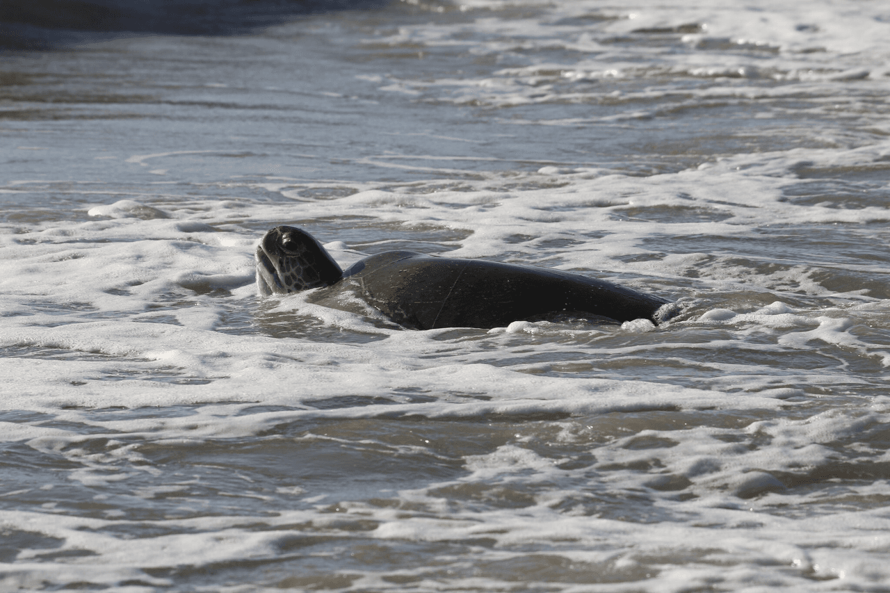 El animal de unas 200 libras quedó atrapada debajo de un puente peatonal. Bomberos y expertos en tortugas acudieron al lugar para ayudarla y pudo regresar al mar. La temporada de anidación de tortugas marinas es hasta el 31 de octubre y las autoridades advierten no molestarlas ni abrir huecos en las playas.