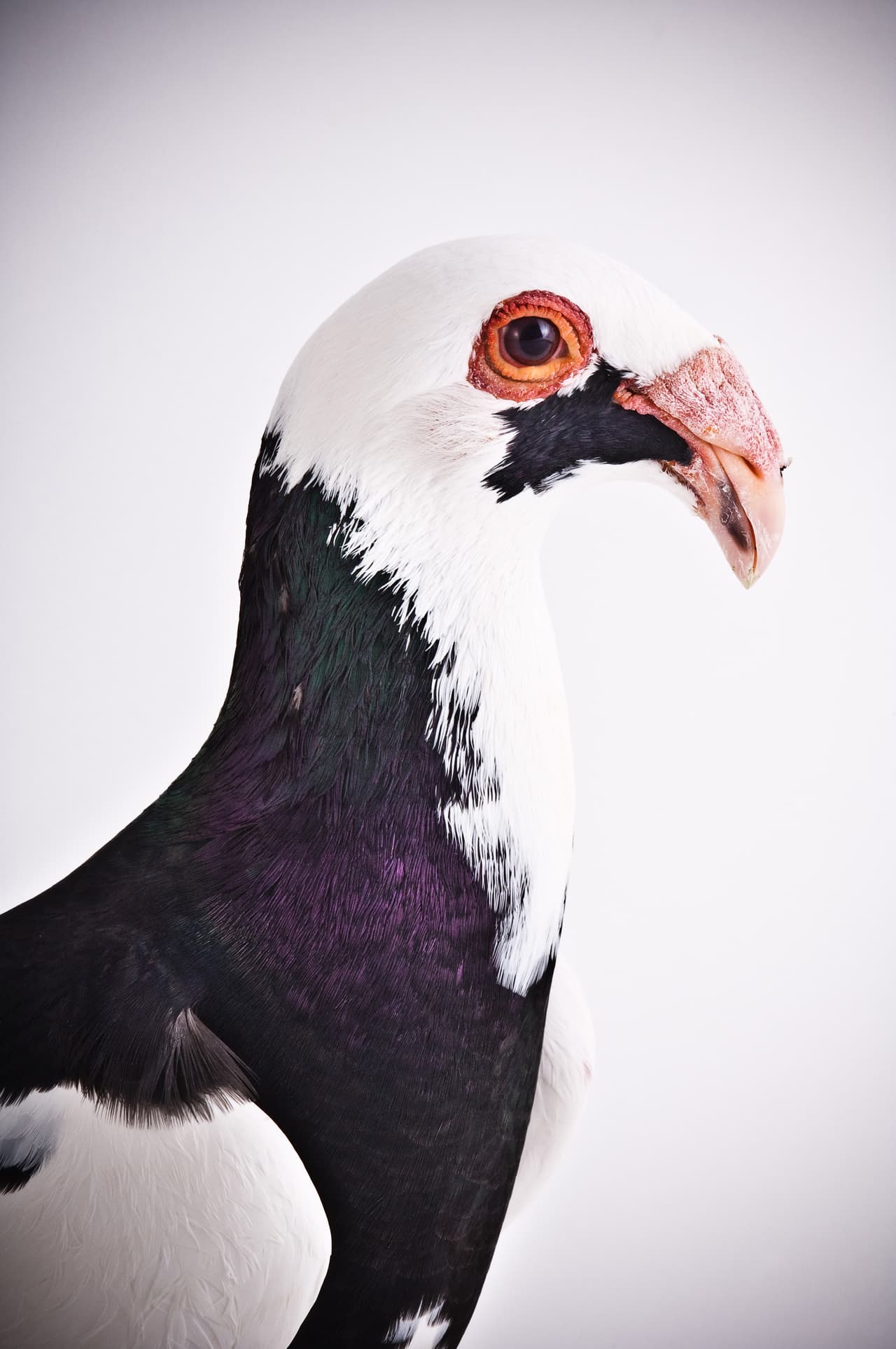 ¡Ahora pueden salir a la pasarela!