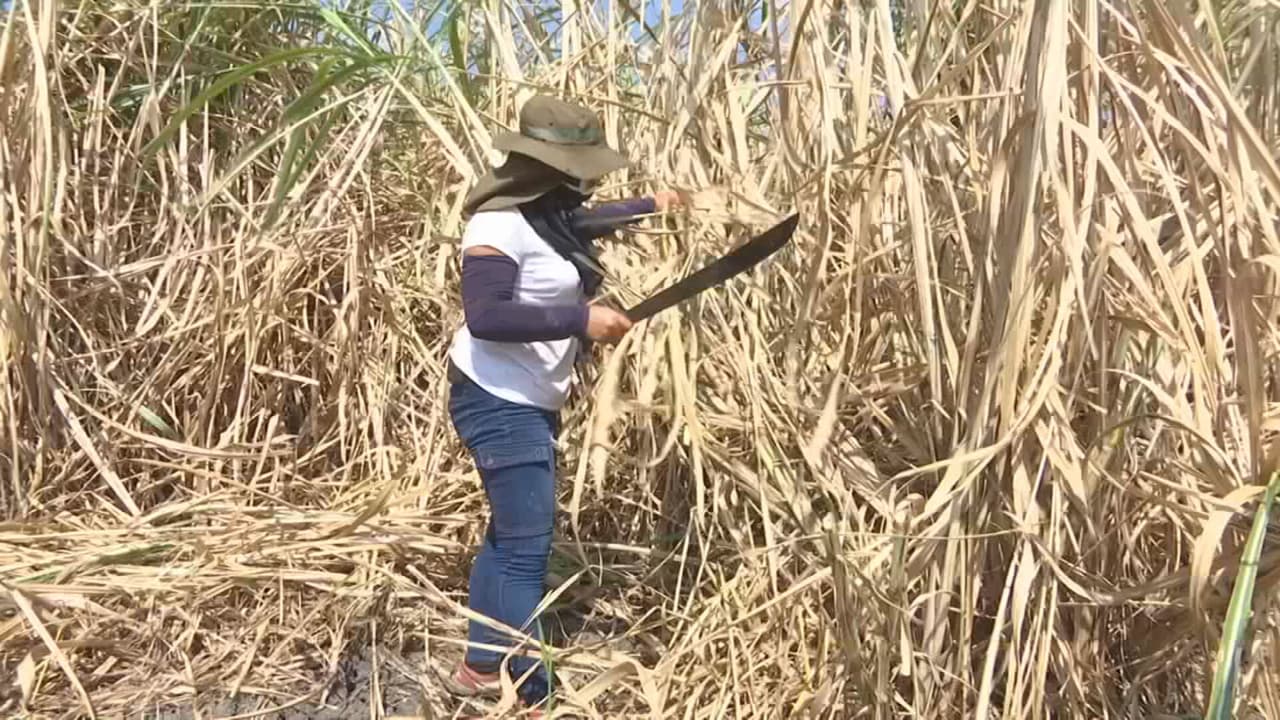 Se gana la vida cortando caña pero quiere emprender un negocio para alimentar a sus hijas