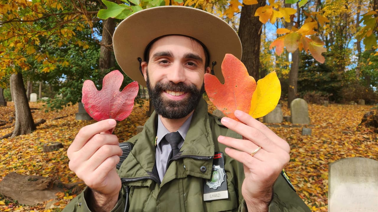 Una de las curiosidades del otoño son 
<b>las hojas que arroja el árbol de sasafrás</b>. Algunos dicen que tiene forma de fantasma y hace alusión a Halloween. No es muy común encontrarlo, pero 
<a href="https://tree-map.nycgovparks.org/tree-map/species/75755" target="_blank">el NYC Parks te indica dónde</a>.