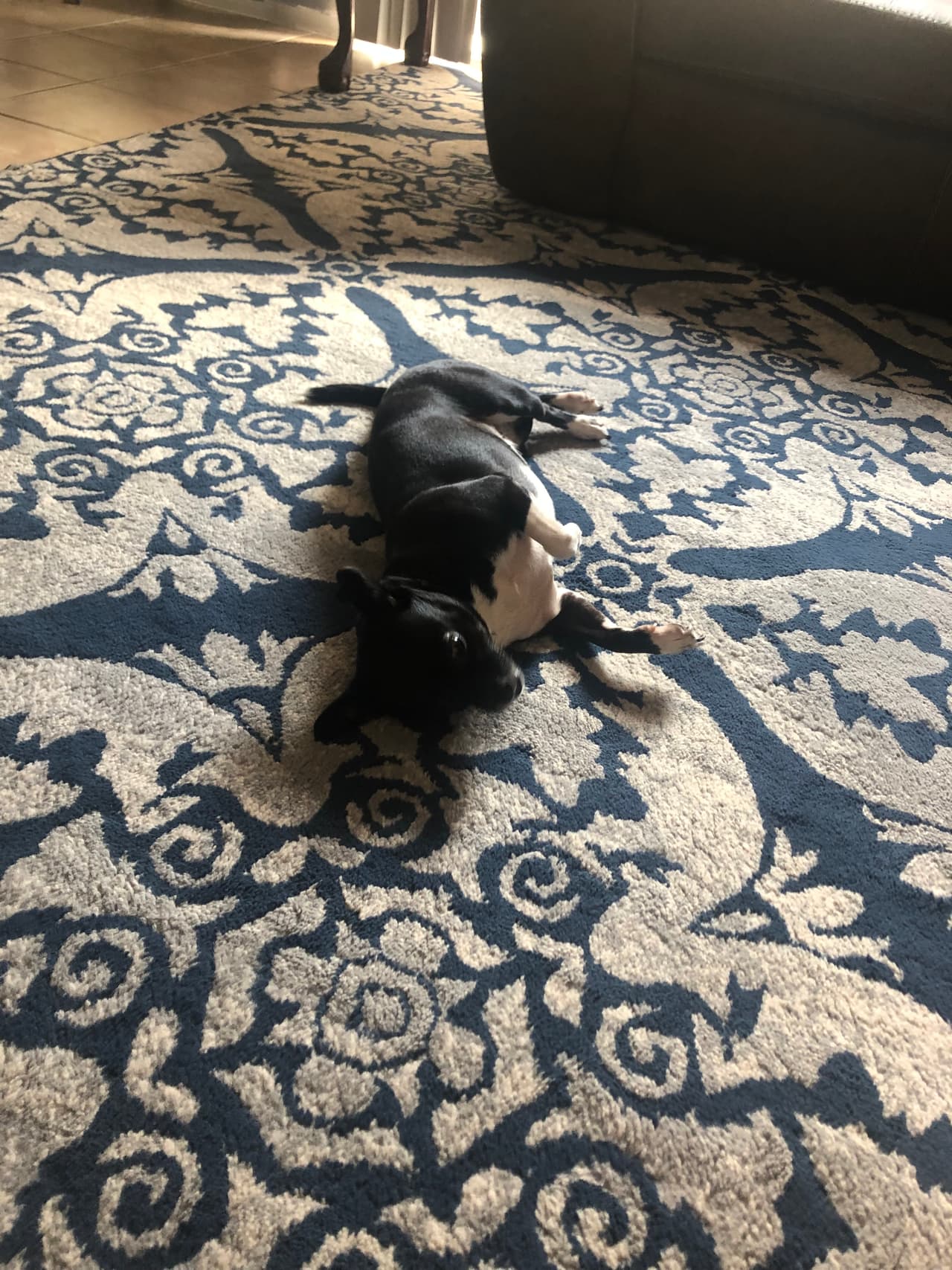 Sin embargo, “Socks” no ha sido encontrada y la familia continúa desesperada.
<br>