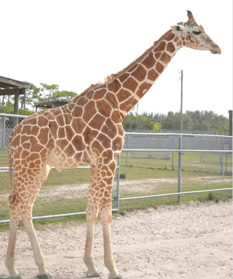 "Las jirafas murieron de forma instantánea", escribe el parque en su cuenta de Facebook.