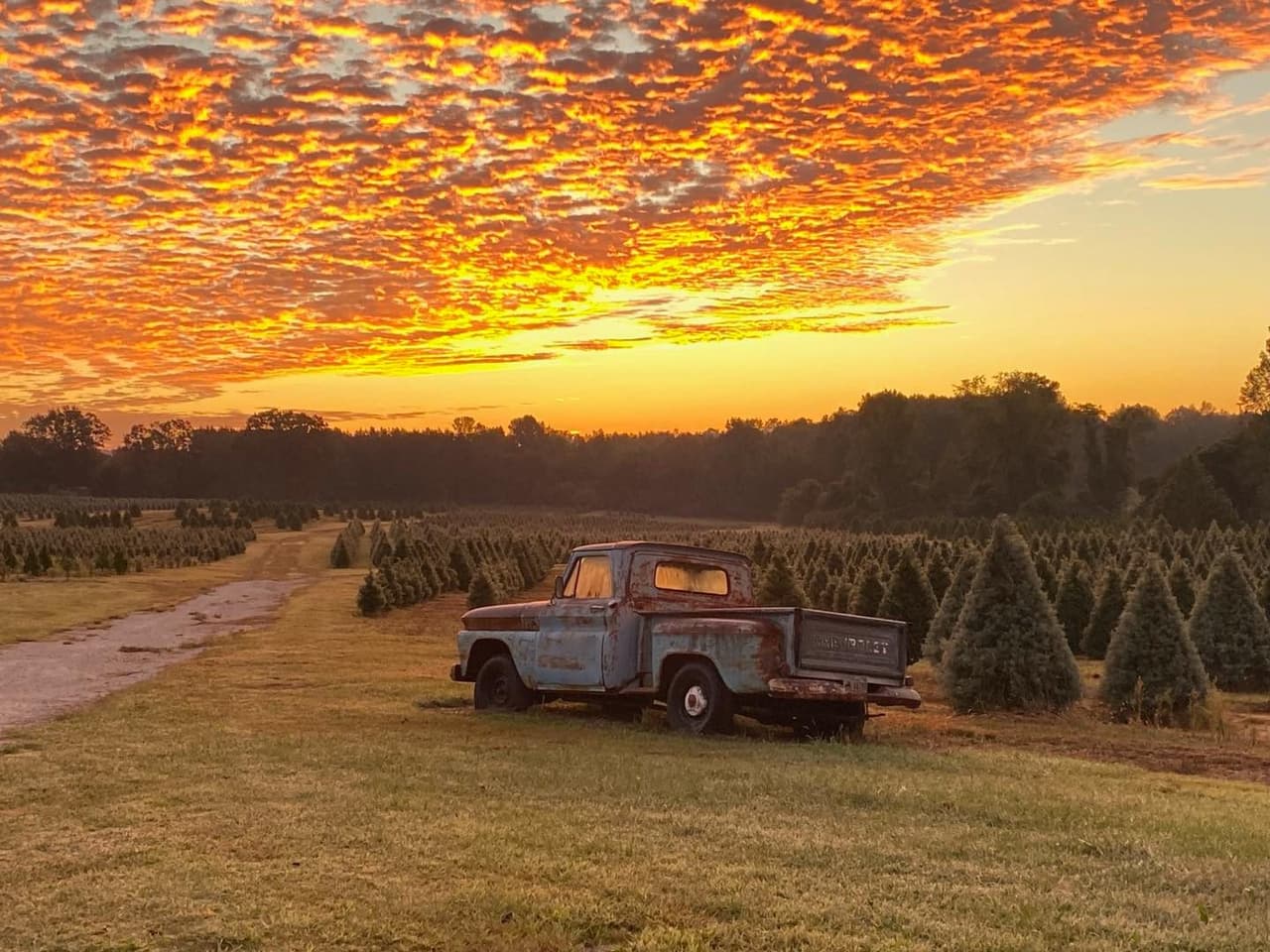 <b>Berry's Tree Farm & Nursery (A partir del 18 de noviembre)</b>
<br>
<b>Dirección</b>: 70 Mt Tabor Rd. Covington, GA
<br>
<b>Teléfono</b>: 770-786-5833
<br>
<b>Sitio web</b>: 
<a href="https://berrystreefarm.com/christmas-trees/">https://berrystreefarm.com/christmas-trees/</a> 
<br>
<b><a href="https://maps.app.goo.gl/ZebGjuL6YcAxiAP67">Cómo llegar</a></b>
<br>
<br>Elige entre más de 5000 árboles de Navidad y las familias pueden cortar sus propios árboles, mientras que el personal de la granja ayuda a sacudirlos, cortarlos, colocarles redes y más. Santa hace acto de presencia todos los fines de semana y los niños también pueden visitar el zoológico interactivo.