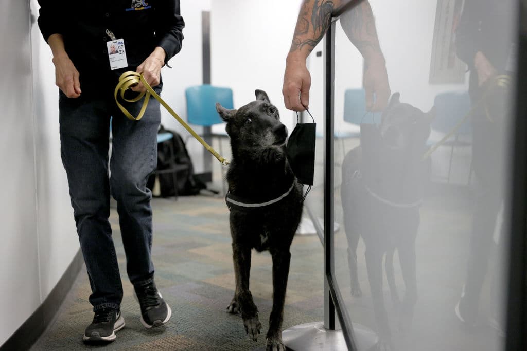 De funcionar, el programa podría extenderse para entrenar a más perros y, como es de esperarse, para ser utilizado en pasajeros que transiten por el aeropuerto de Miami.