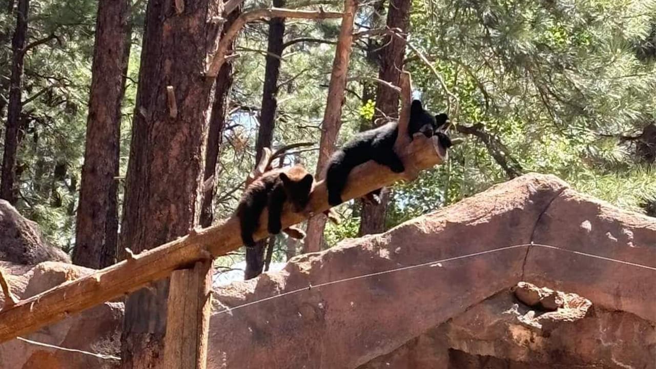 Todos los visitantes ya pueden conocer a Ben y PJ en la exhibición de rescate, mientras se familiarizan con su nuevo entorno. Para conocer más sobre ellos visita la 
<a href="https://bearizona.com/" target="_blank">página de Bearizona</a>.