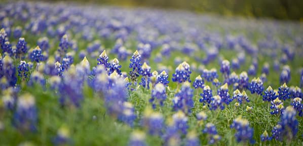 <b>Parque McAllister</b>| Este sitio es conocido como uno de los mejores lugares para tomar fotos de la Bluebonnet en la ciudad.