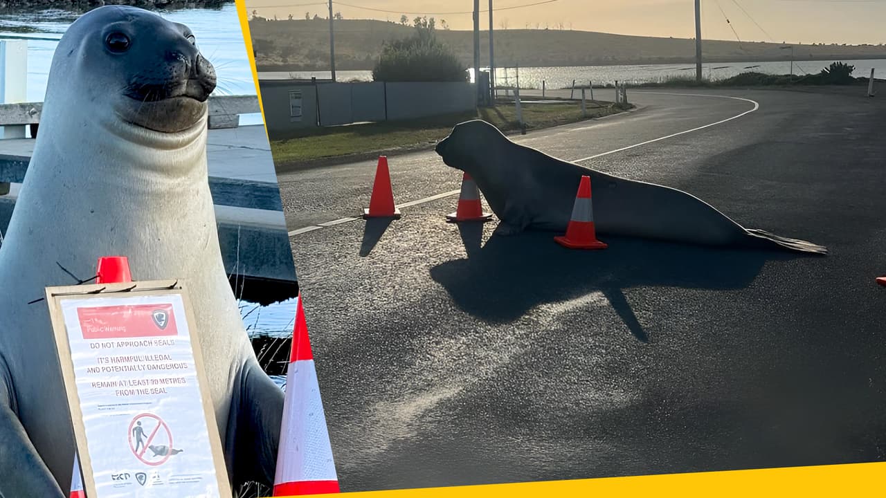 Esta foca no puede dejar de molestar a sus vecinos: sus travesuras ya son virales en TikTok