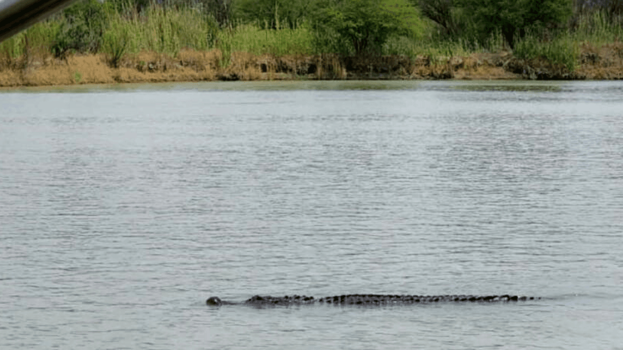 Un lagarto pasa junto a la Patrulla Fronteriza en el Río Bravo