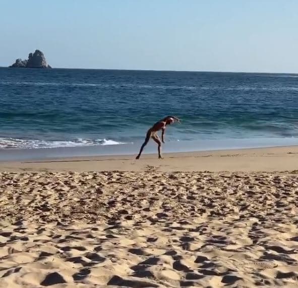 El actor de 49 años también mostró un breve clip de su esposa Biby en el que ella realiza un 'cartwheel' a la orilla del mar, con lo que "
<b><a href="https://www.instagram.com/p/B9BA8L4lNQV/" target="_blank">se está preparando para Pequeños Gigantes</a></b>. Me la traje a ensayar a su salón privado", comentó Capetillo.