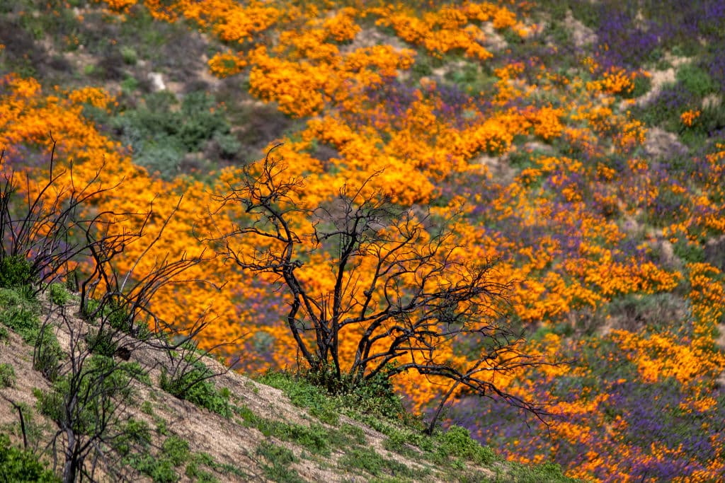 "Este es un fenómeno natural extraordinario. Debido a las fuertes e intensas lluvias que han caído en todo California", dijo a Univision Guillermo Quiroz, embajador de la NASA.