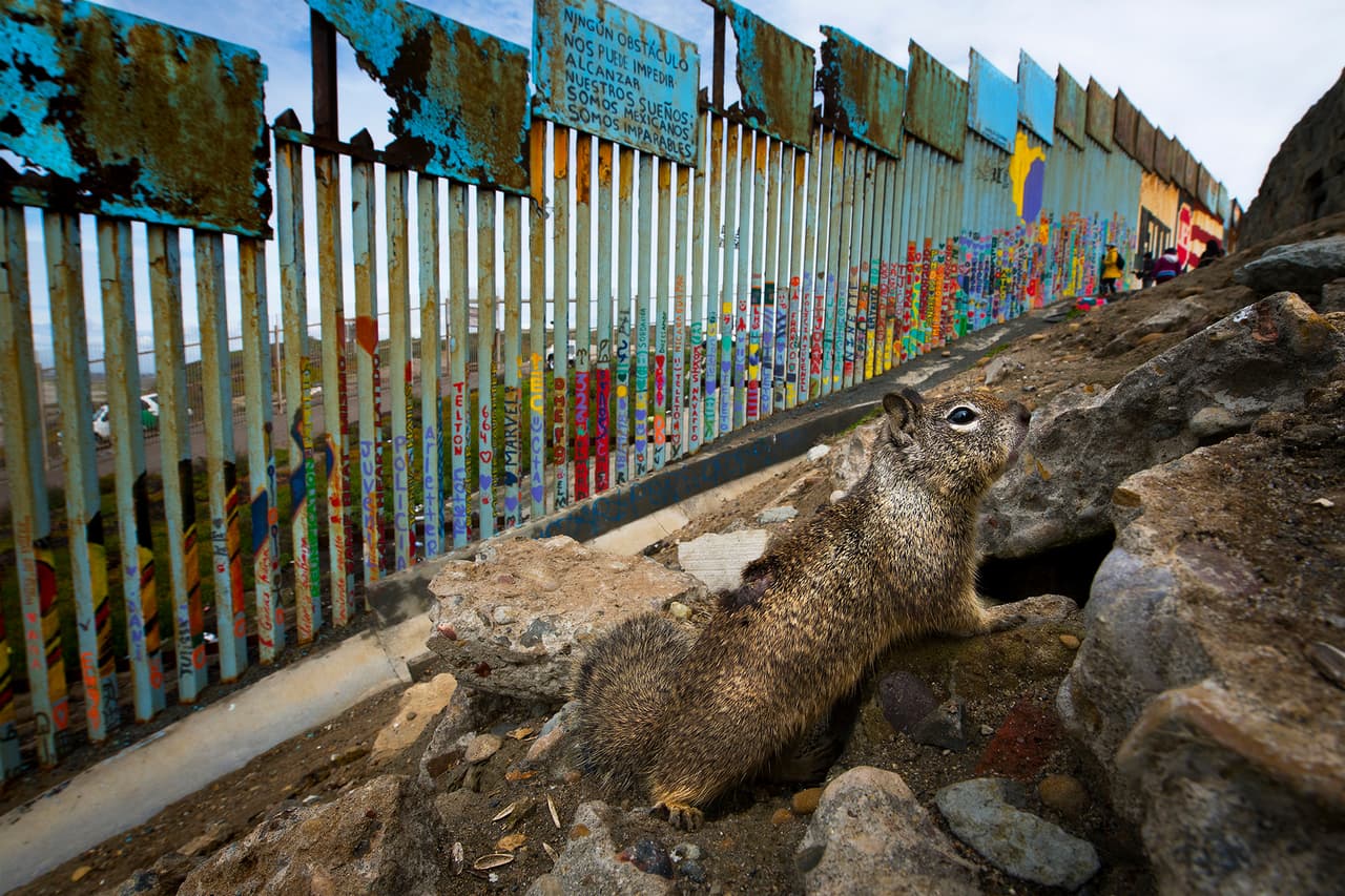 La fauna en la playa de Tijuana, donde la estructura metálica se hunde en el océano Pacífico. Prieto ha recibido numerosos premios por sus fotografías de vida silvestre, incluyendo reconocimientos del World Press Photo y la revista National Geographic. Sus fotografías de la biodiversidad junto al muro recibieron el premio Fritz Polking 2020 de la Sociedad Alemana de Fotografía, uno de los galardones más prestigiosos del mundo.