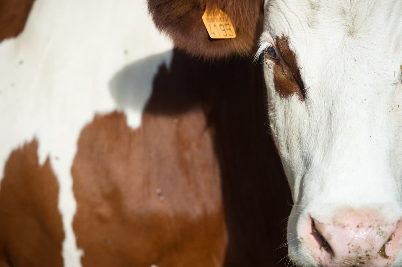 Escena dantesca en lechería de Gila Bend