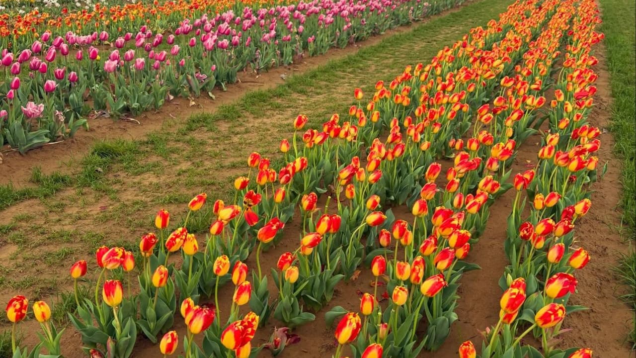 <h3 class="cms-H3-H3">Texas Tulips en Pilot Point </h3>Durante la primavera abre 
<b>este campo de tulipanes al norte del Metroplex.</b>
<br>Los visitantes pueden 
<b>caminar entre los sembradíos y recoger flores pagando una pequeña tarifa.</b>
<br>📍 Dirección: 
<a href="https://maps.app.goo.gl/thzJuCypDGy8rSUp7" target="_blank">10656 FM 2931, Pilot Point</a>
<br>⏰ Horario aproximado: 10 a.m. a 8 p.m.
<br>💰 Entrada aproximada: desde 7 dólares.